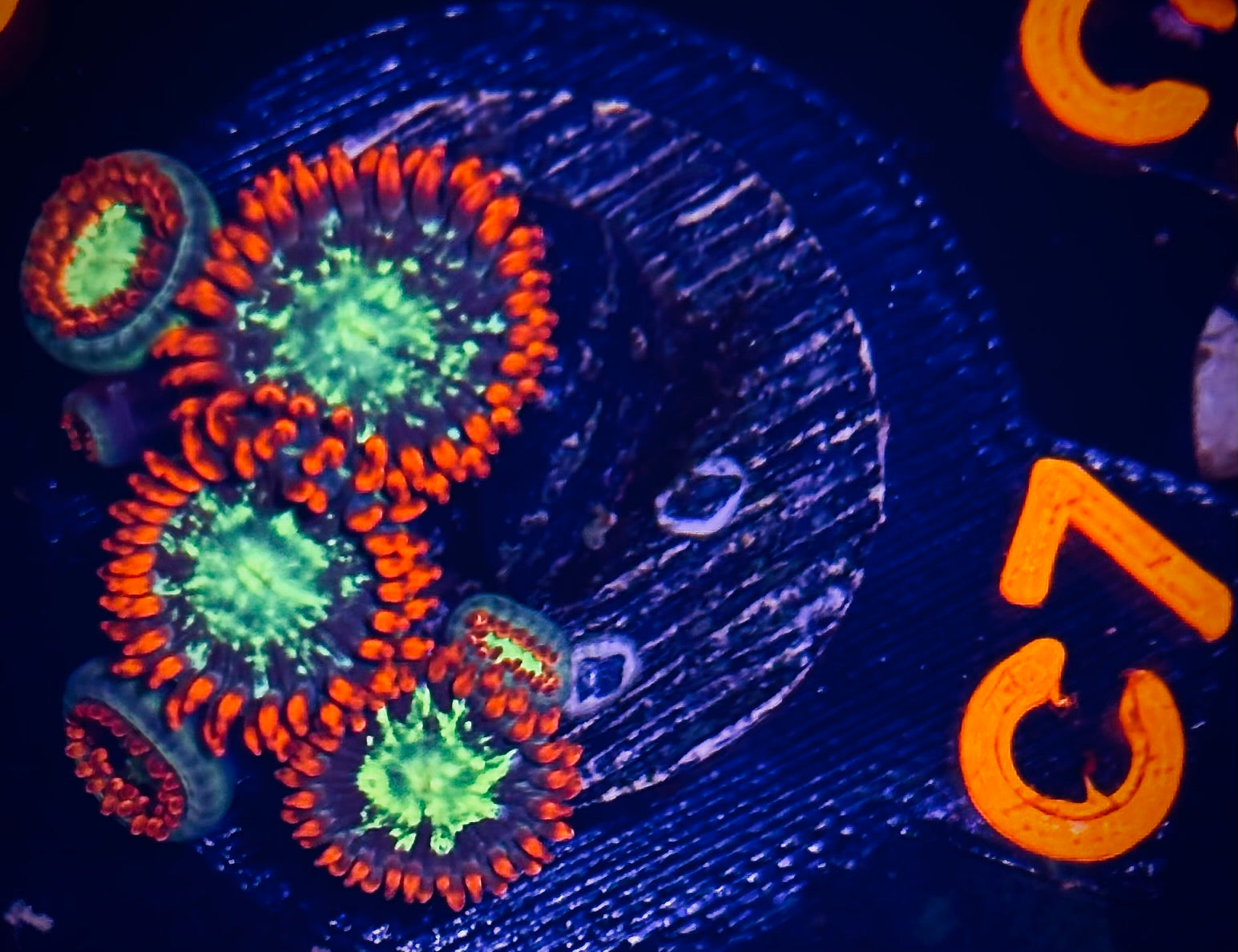 WWC Alpha Omega Zoanthid