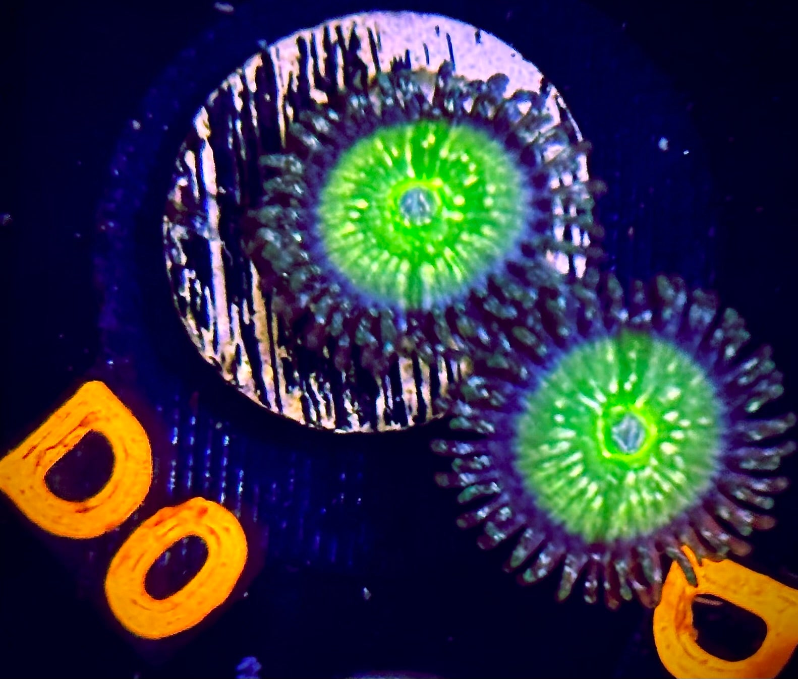 Frozen Apple Zoanthid