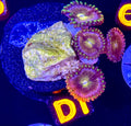 Nirvana Zoanthid