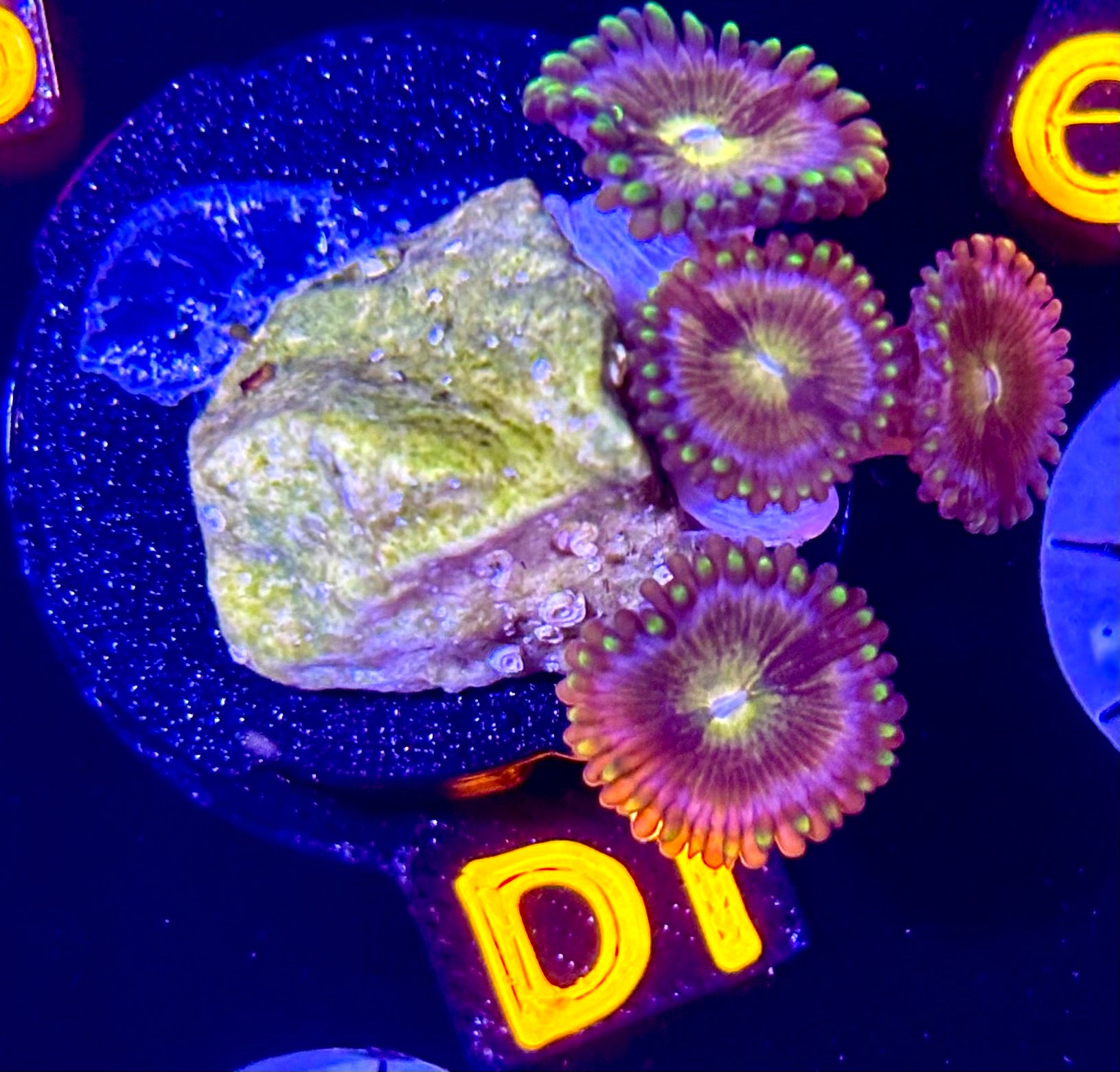 Nirvana Zoanthid