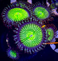 Frozen Apple Zoanthid