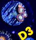 Mandarin Orange Zoanthid