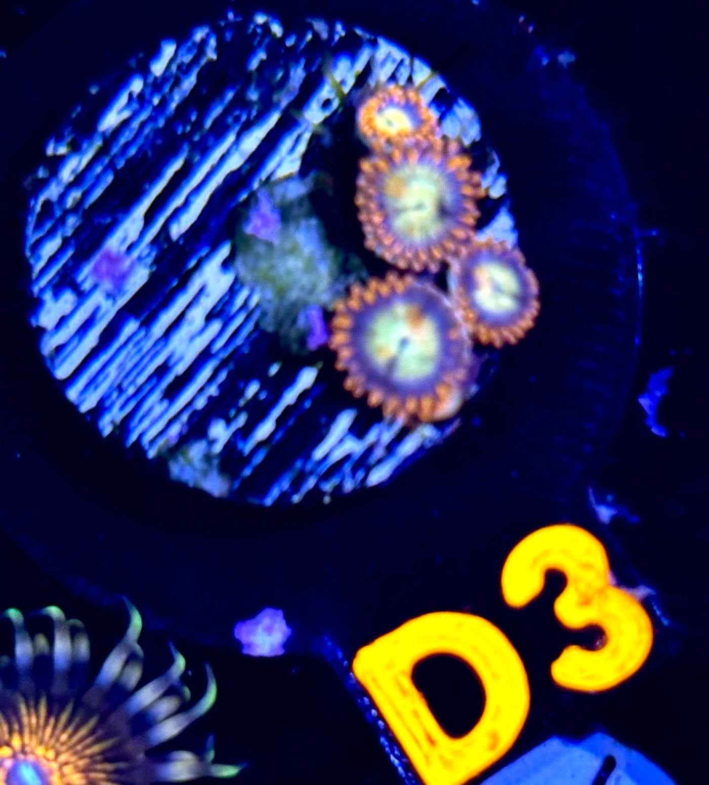 Mandarin Orange Zoanthid