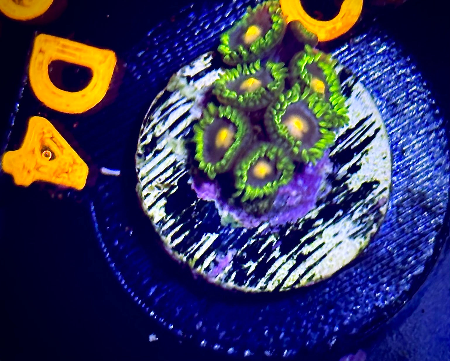 Crazy Kimchi Zoanthid