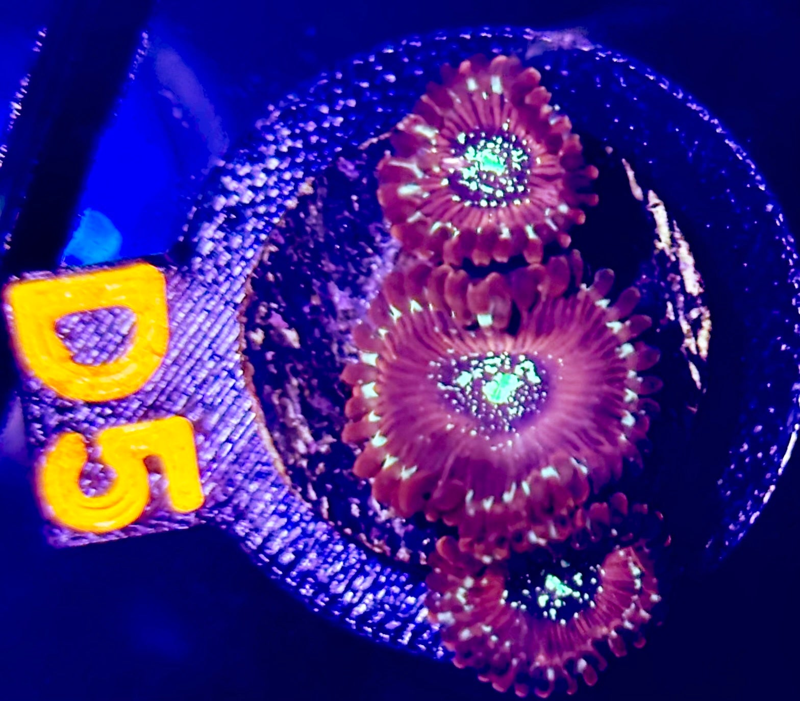 Magicians Zoanthids