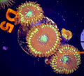 Magicians Zoanthids