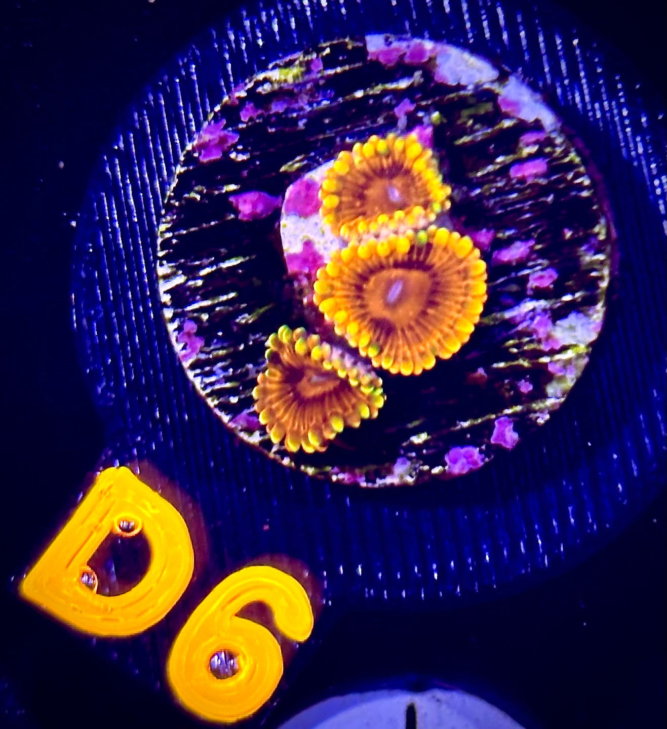 Burning Embers Zoanthid