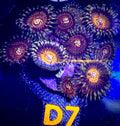 Pink Mohawk Zoanthid