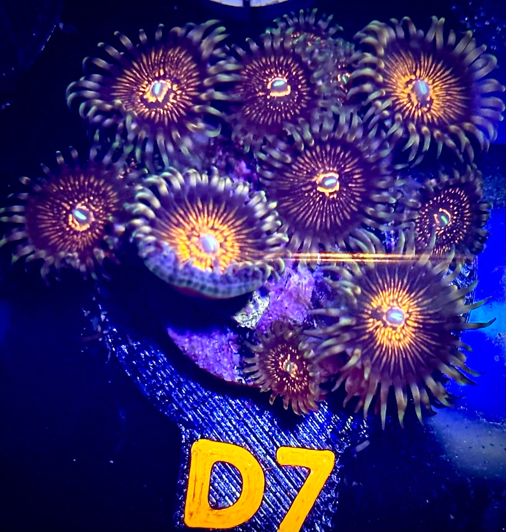 Pink Mohawk Zoanthid