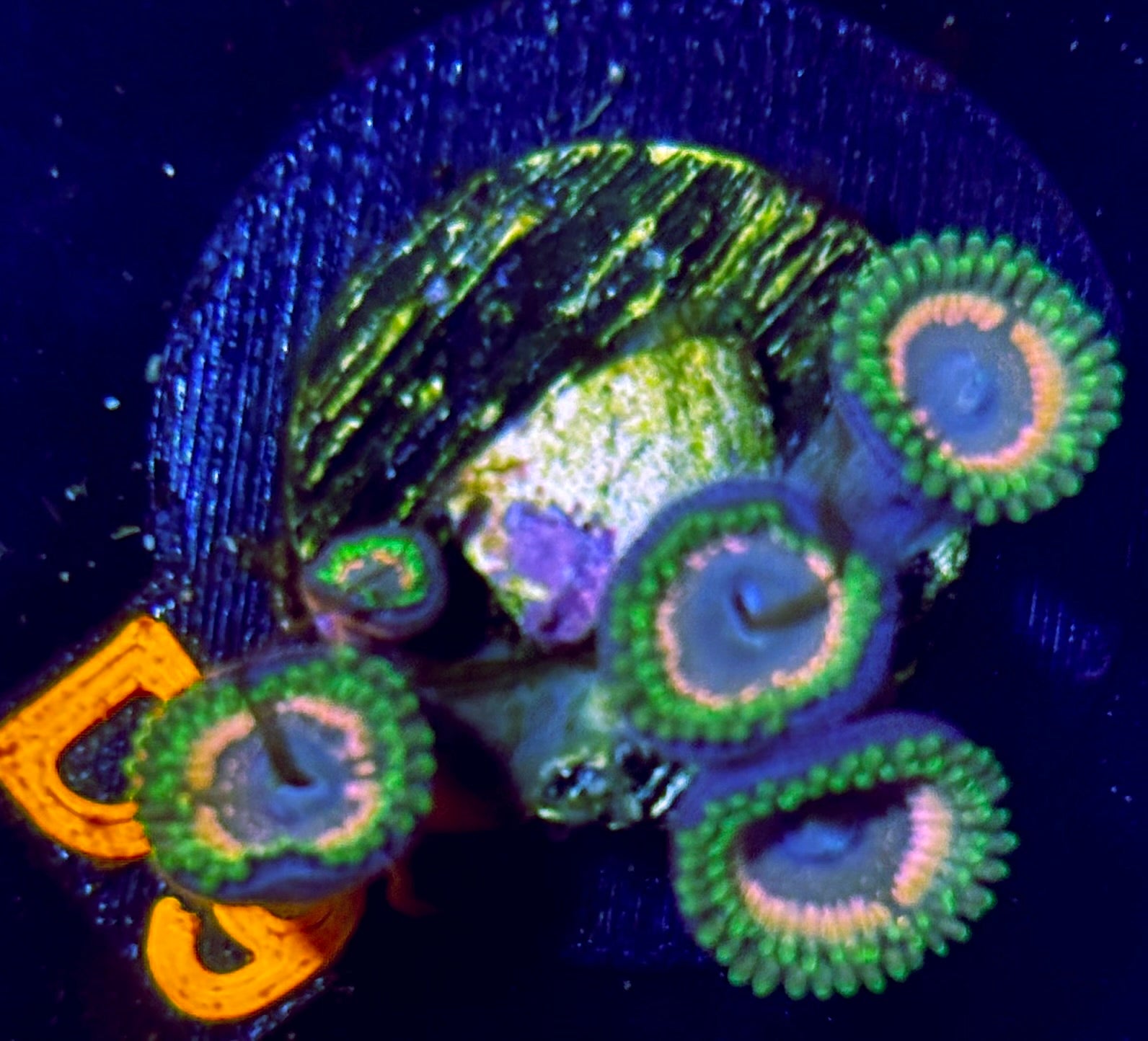 Eagle Eye Zoanthid