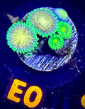Laser Lemon Zoanthid