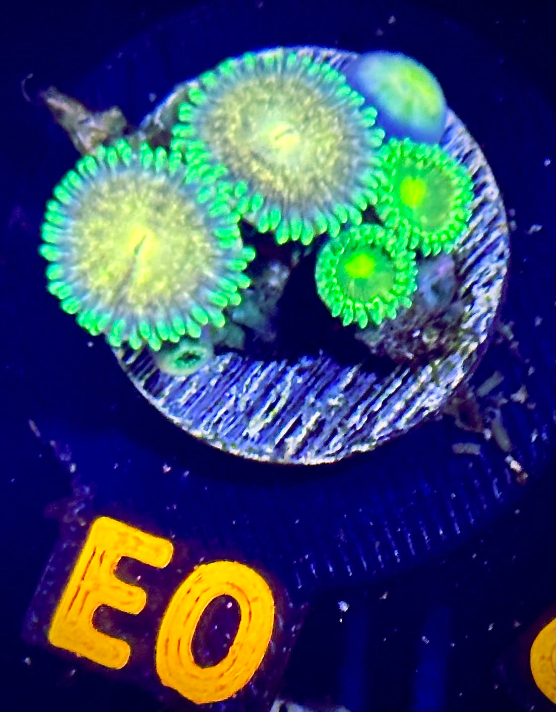 Laser Lemon Zoanthid