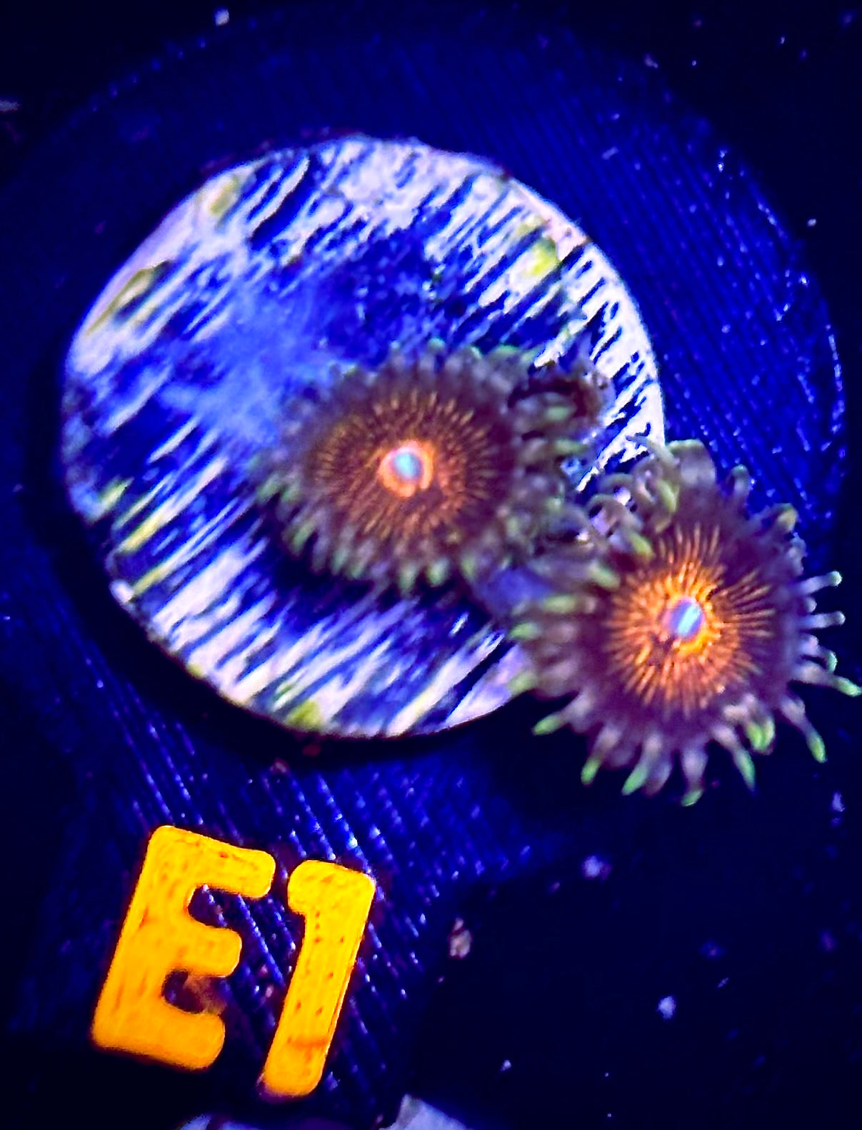 Pink Mohawk Zoanthid