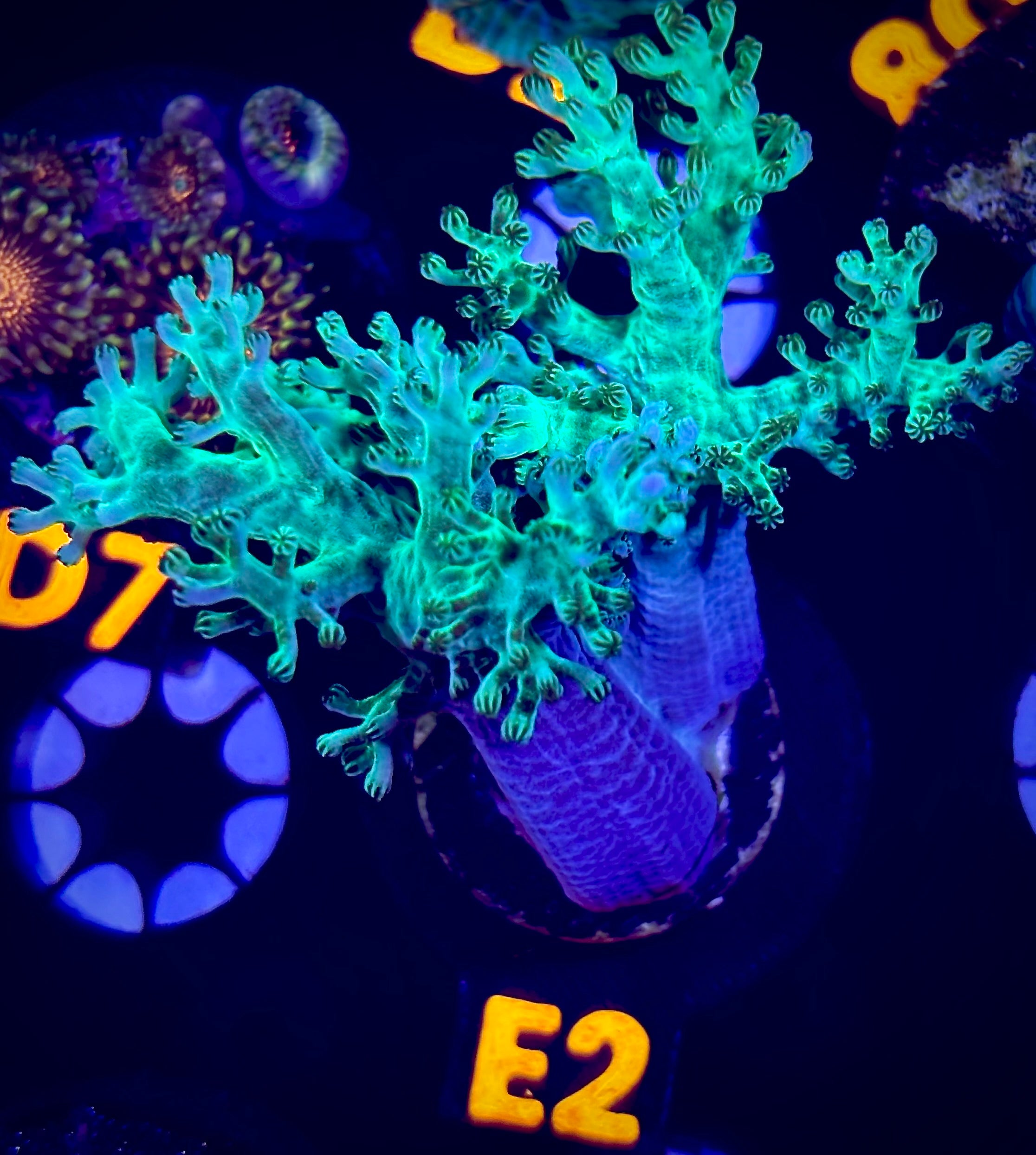 WWC Solomon Hairy Leather