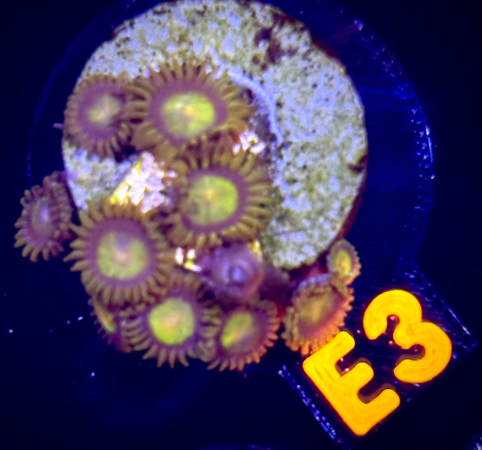 King Midas Zoanthid