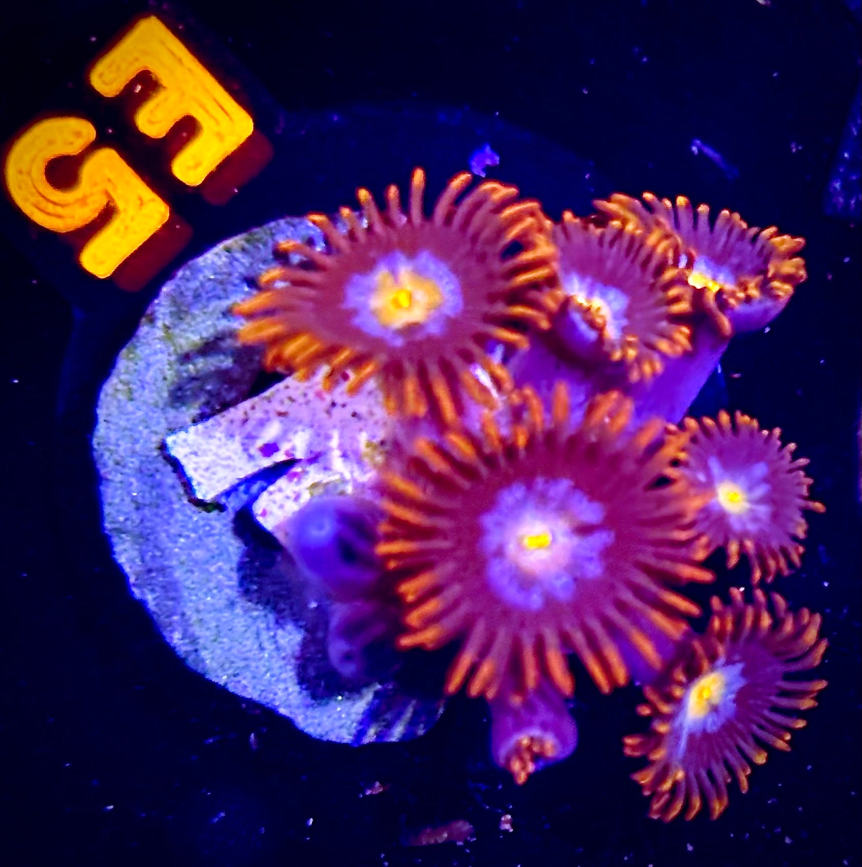 Mystique Zoanthid