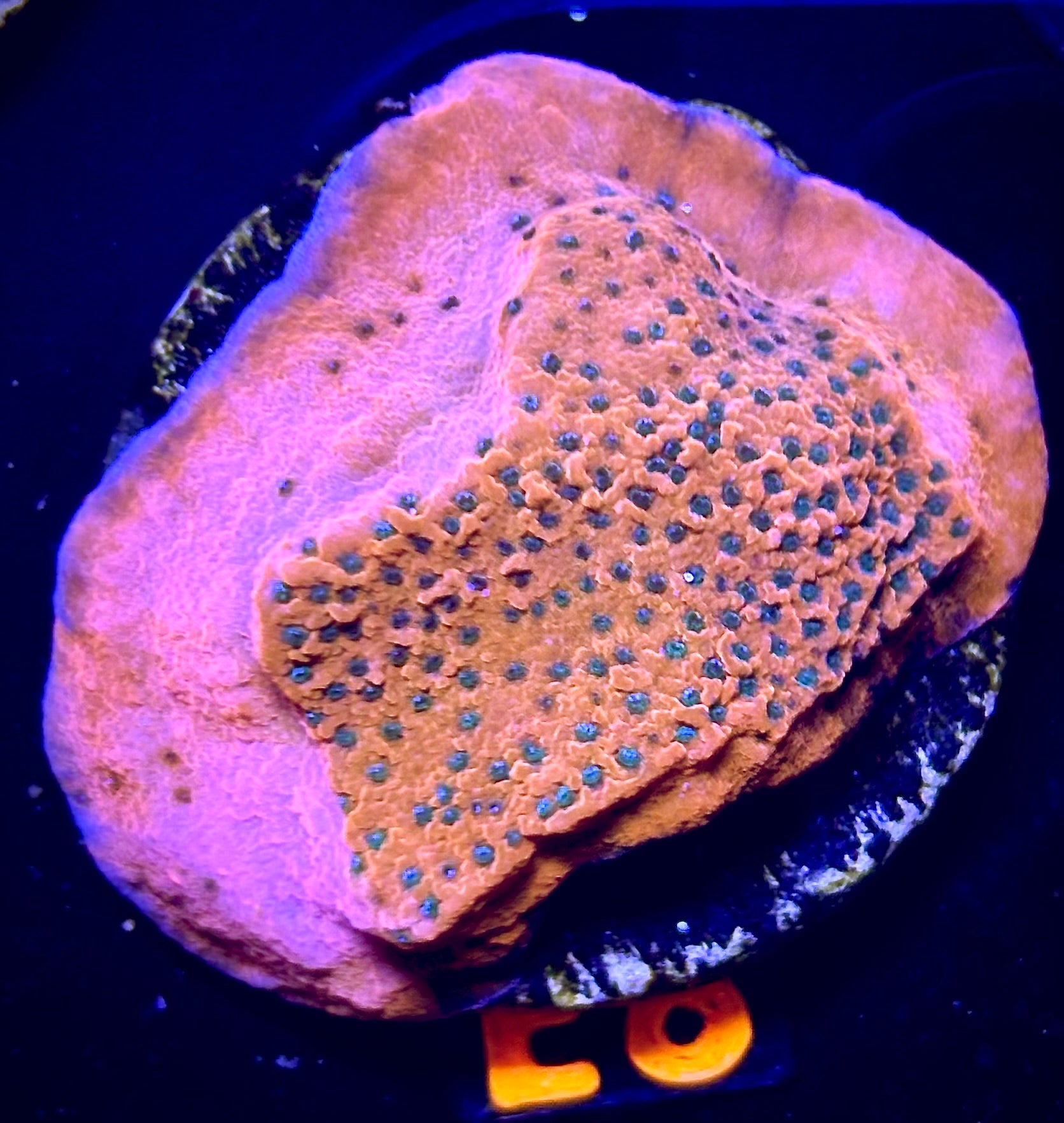 TSA Megachrome Montipora